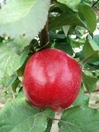 big glossy red apple on tree