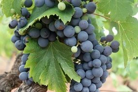 bunch of blue grapes for wine