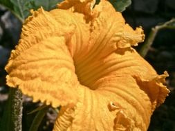 yellow flower pumpkin vegetable nature