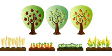 plantations with vegetables near fruit trees