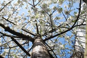 Tall cherry tree with white flowers