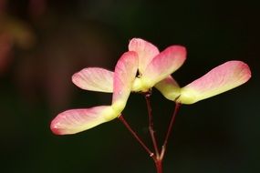 pink maple seeds