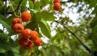 autumn tree with rowan fruits