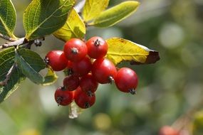 haw berries on a branch