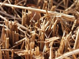 dry wheat stalks on the field