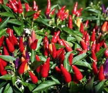 peppers red food