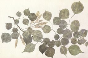 green leaves for botany