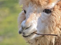 Llama's muzzle close up