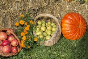 autumn harvest fruits and pumpkin