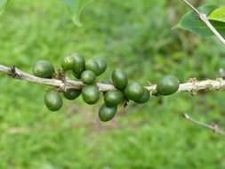 green coffee beans grow on a branch