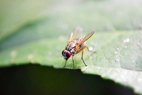 fruit fly on the green leaf