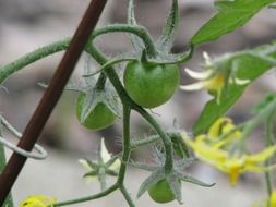 Close-up of the green tomatoes on the bush