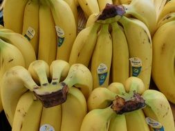 a bunch of bananas in the market