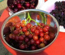 healthy fresh red grapes in bowl