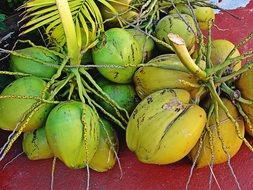 tasty healthy cocos fruit