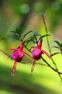 two fuchsia flowers