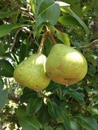 pears fruit