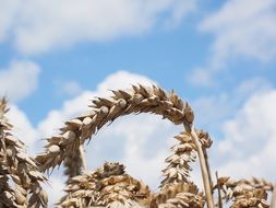 yellow wheat field in summer