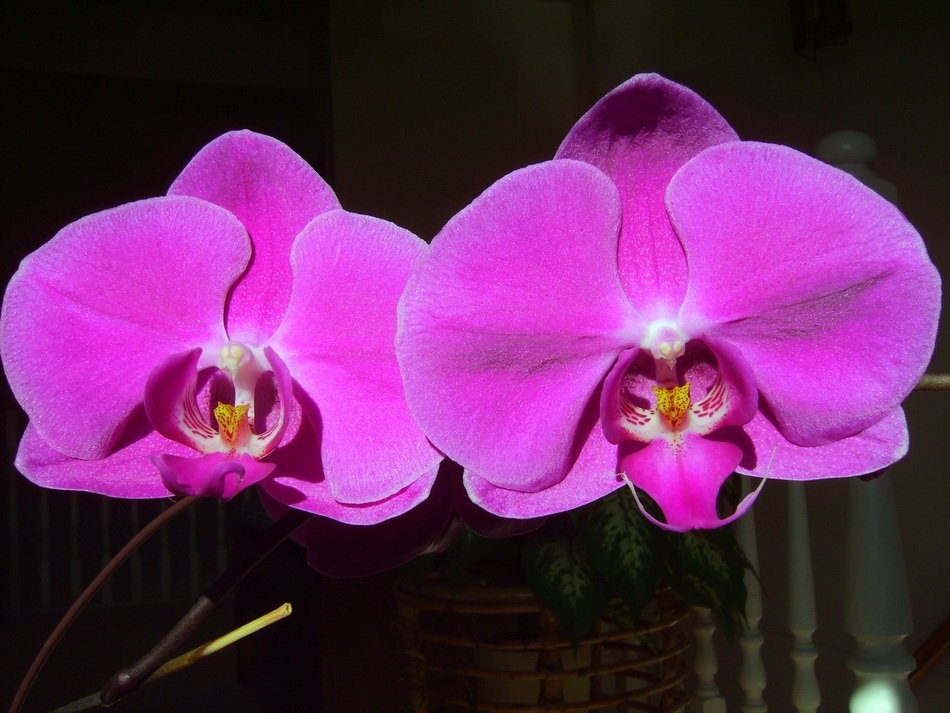 orchid phalaenopsis friendship