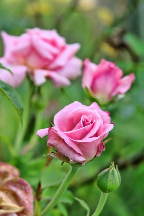 beautiful pink roses
