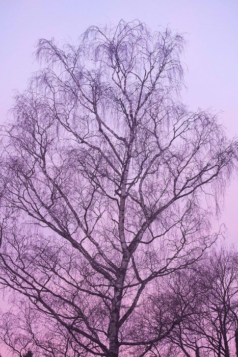Birch at beautiful colorful dawn