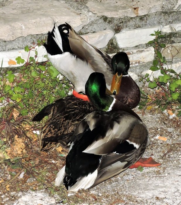 love among ducks