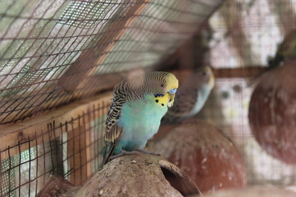 Beautiful budgie in his shell