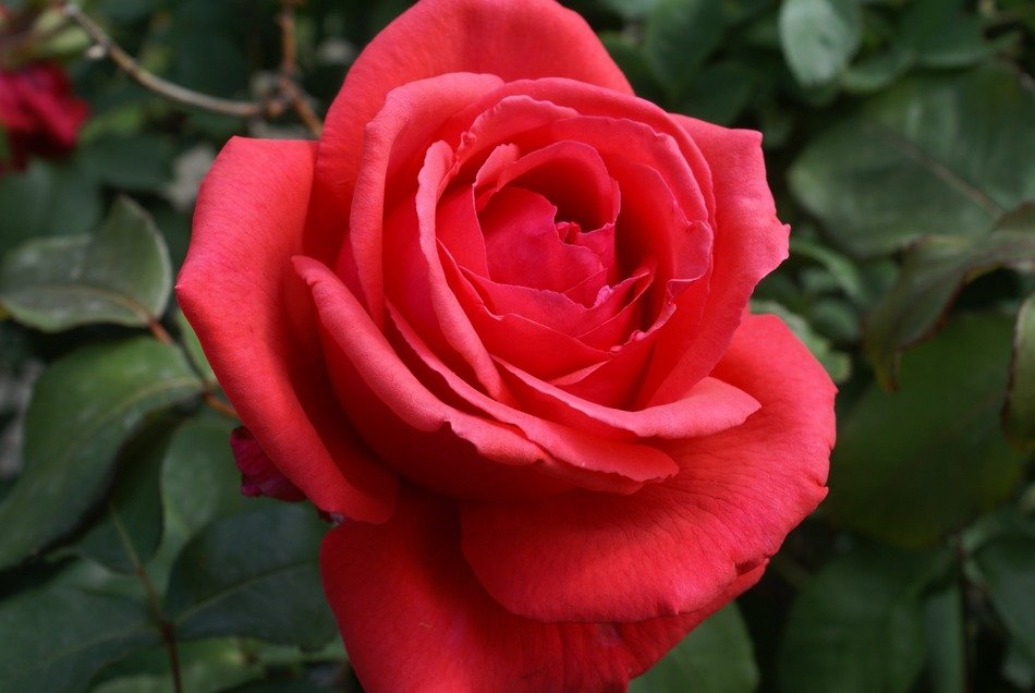 blooming rose evokes of romance