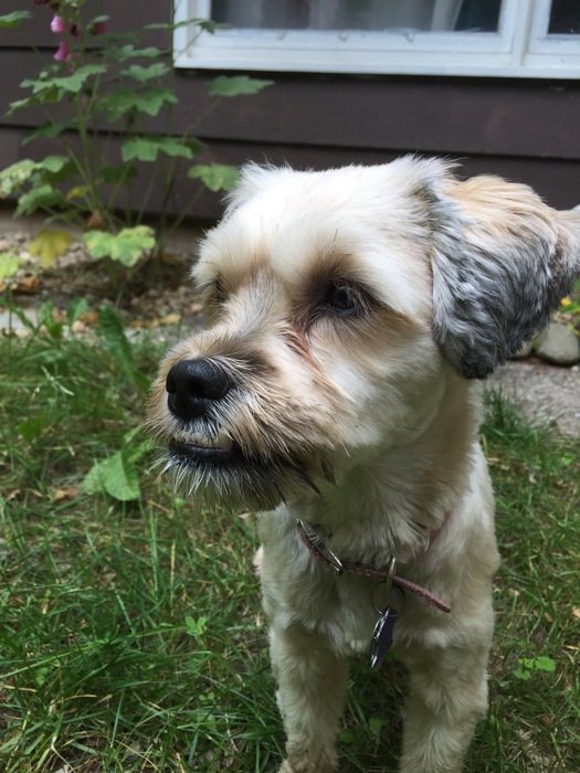 little bright puppy in the country