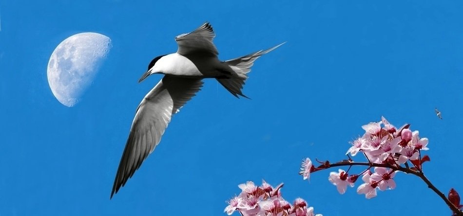 seagul flying above orchid tree and the moon