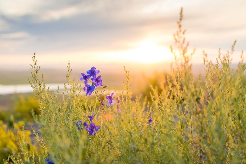 wildflower and grass in summer