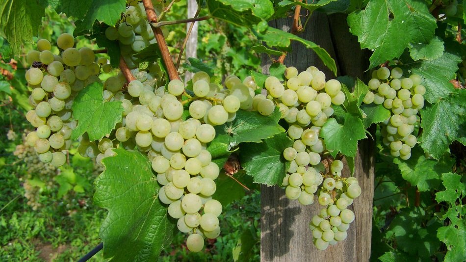 many greeen grapes on a sunny farm