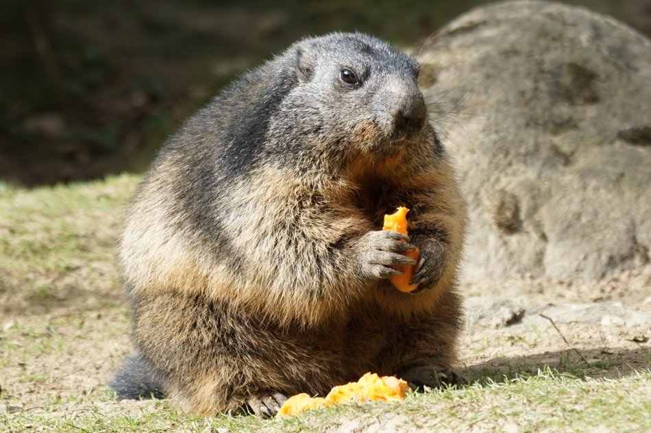 marmot nibbles carrots in the reserve