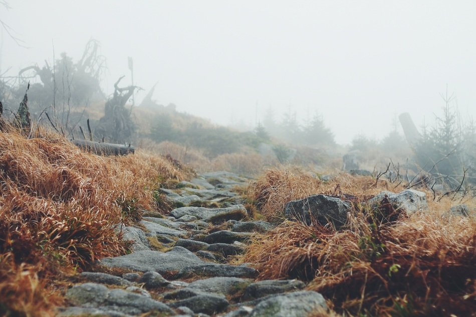 landscape of a hiking path in a forrest
