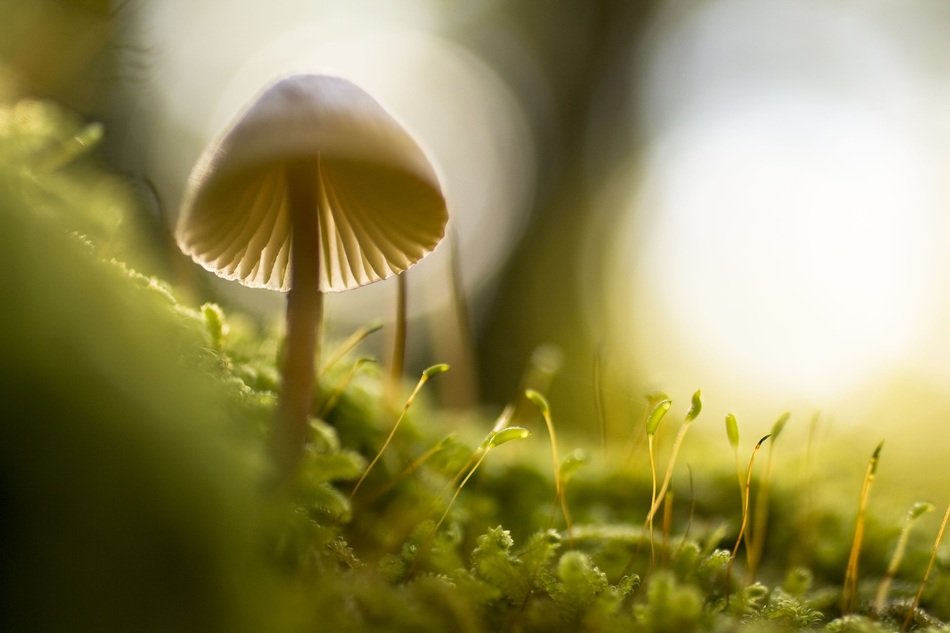 small mushroom grow in the forest