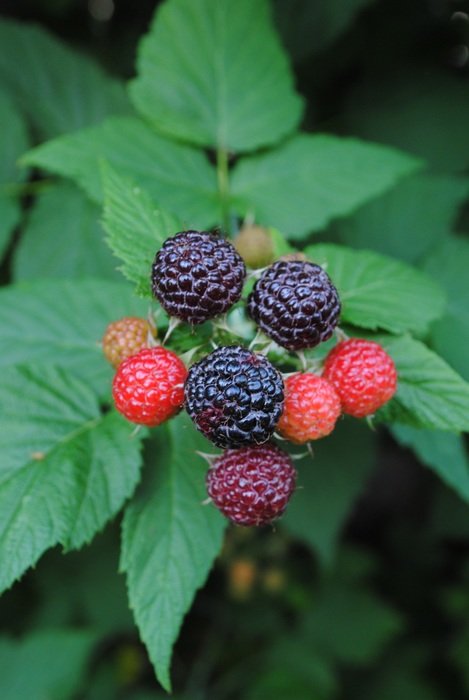 delicious blackberries grow in the forest