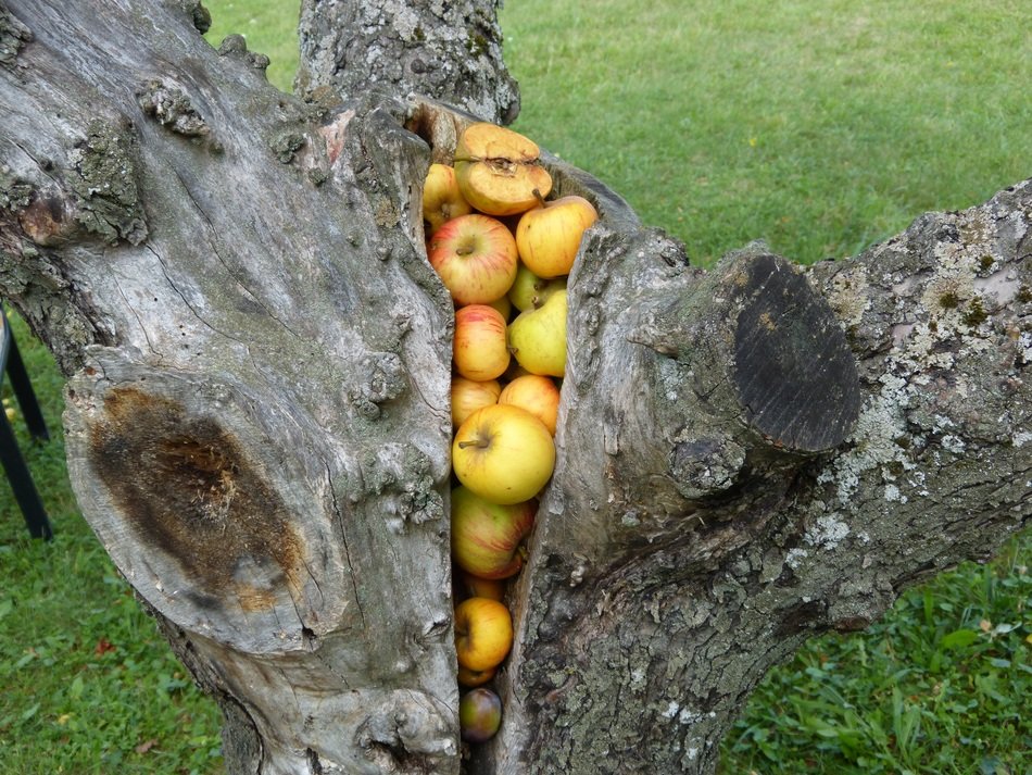 apples stuck in a gap in an old tree