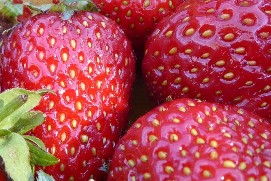 closeup of bright pink strawberries wtih small green seeds