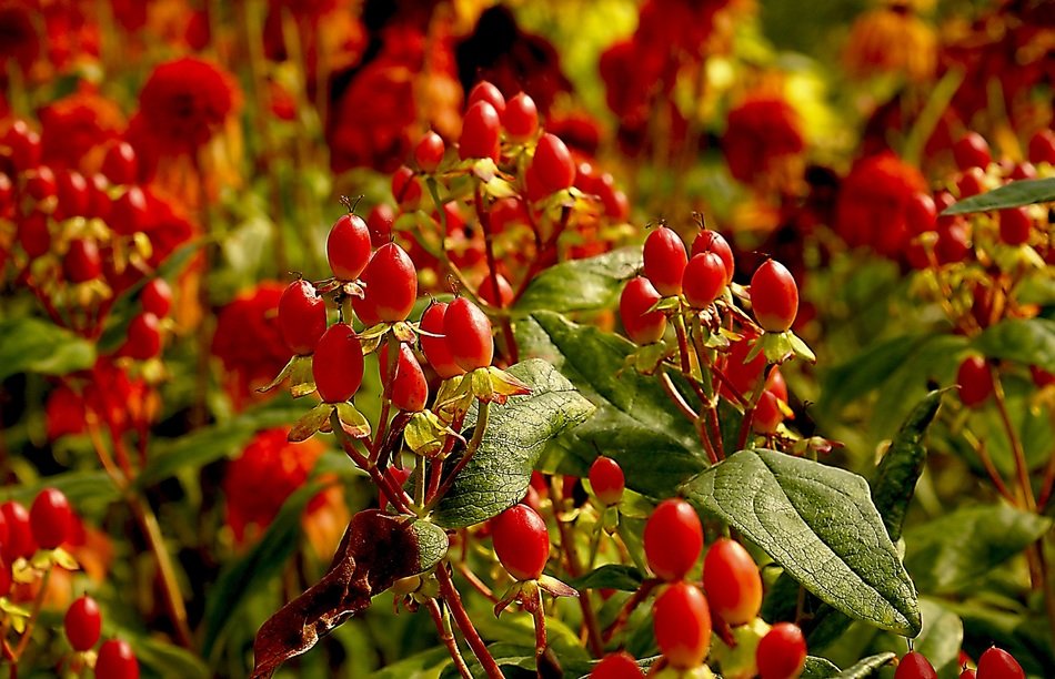 red rose fruit seedlets