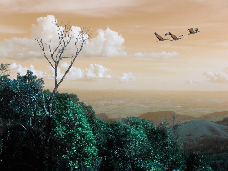 Landscape of nature in são paulo