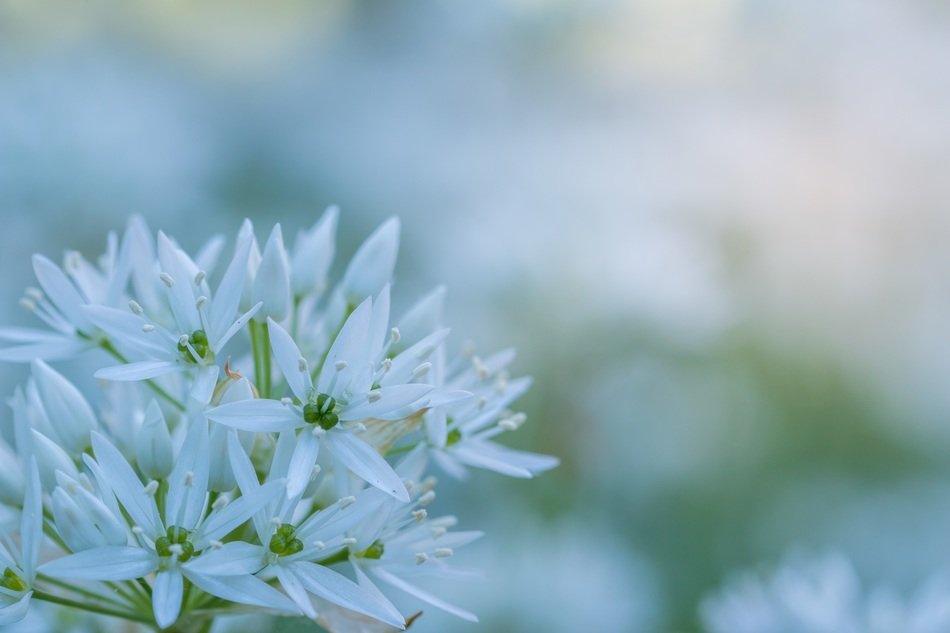 garlic blossom closeup