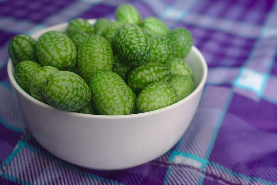 gherkin vegetables in a bowl for a picnic