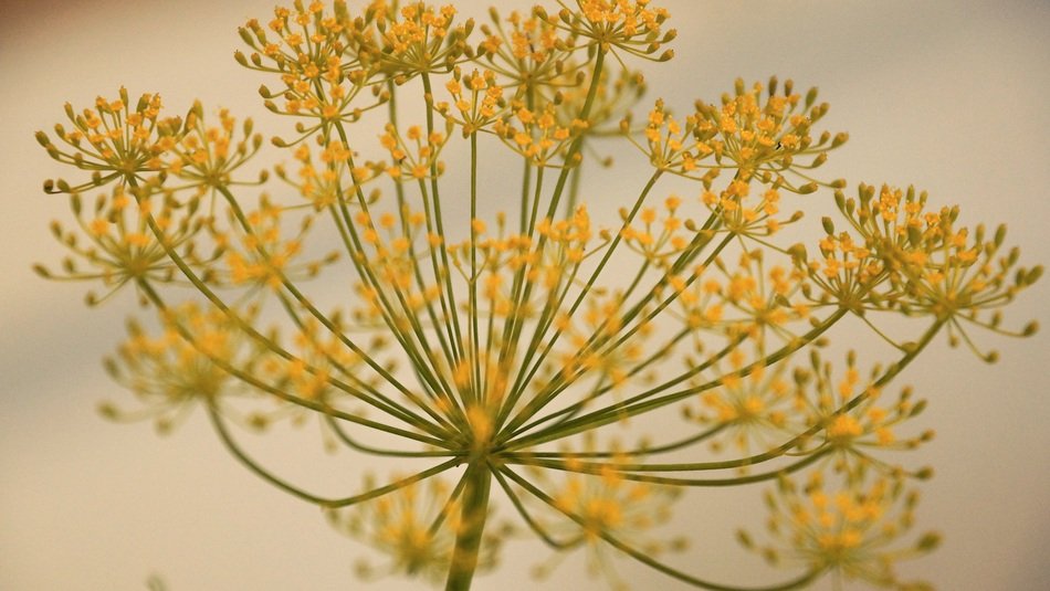 dill umbel closeup