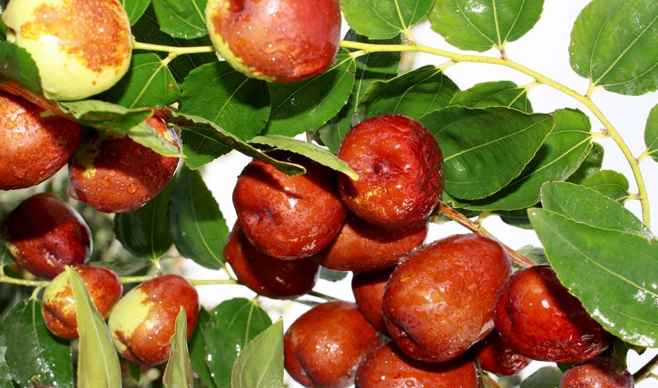 dates and green leaves