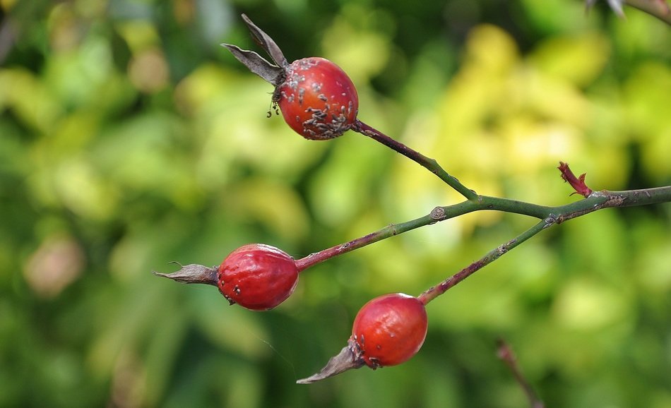 Close up photo of the red berries