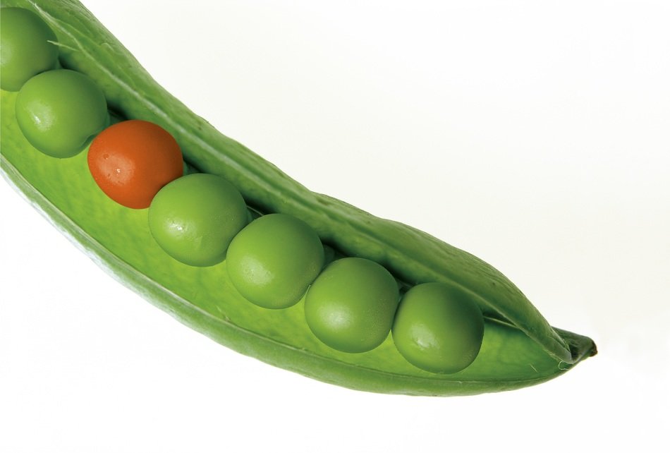 pea pod with grains