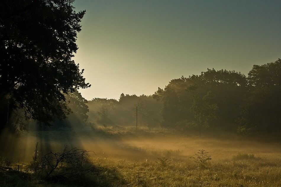 rays of light in morning mist