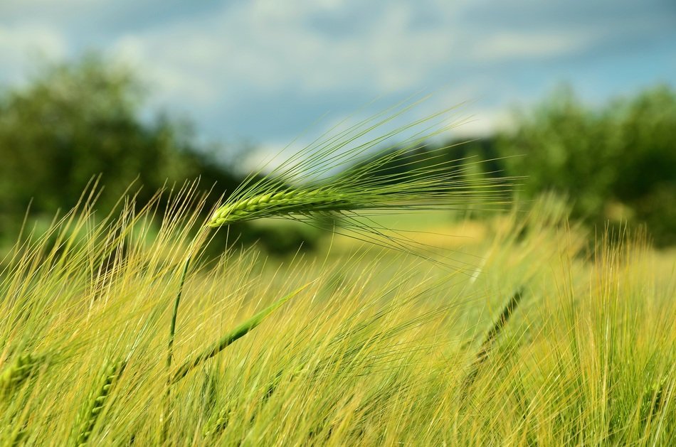 green barley field close up