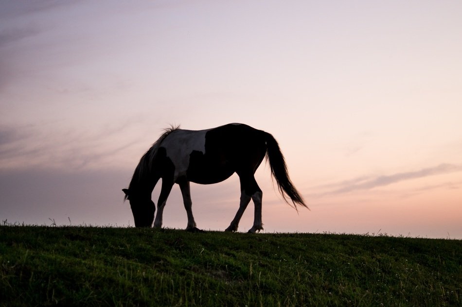 horse grazing on a hill at the sunset
