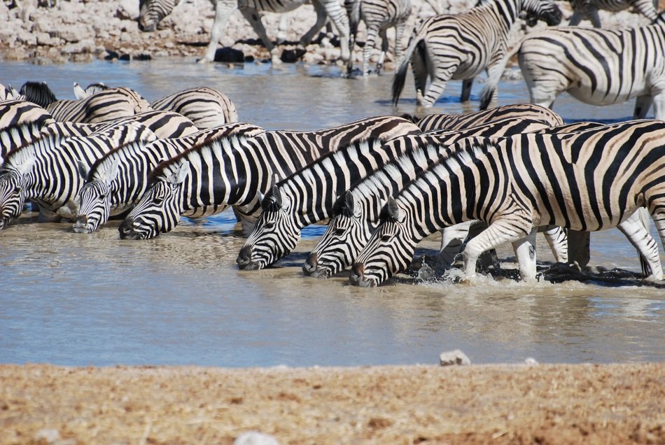 herd of zebras drink water on the pond